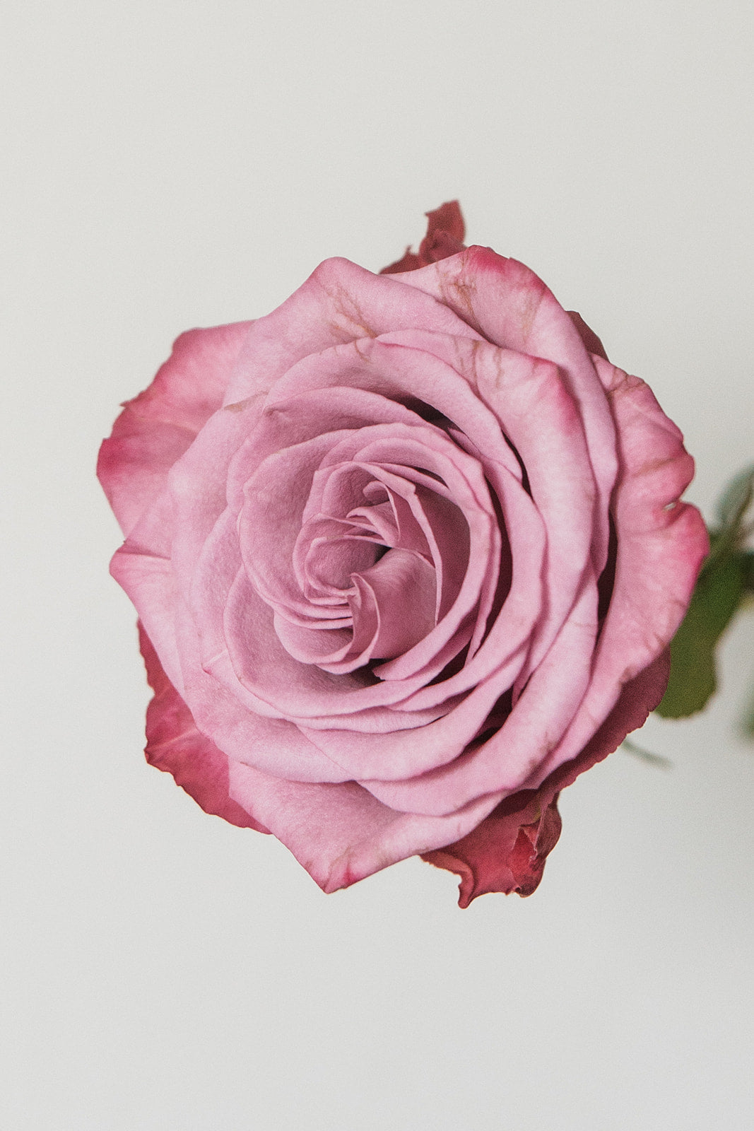 Preserved Rose